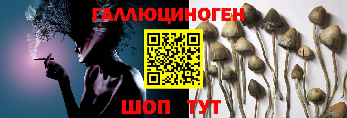 Псилоцибиновые грибы GOLDEN TEACHER Вязники